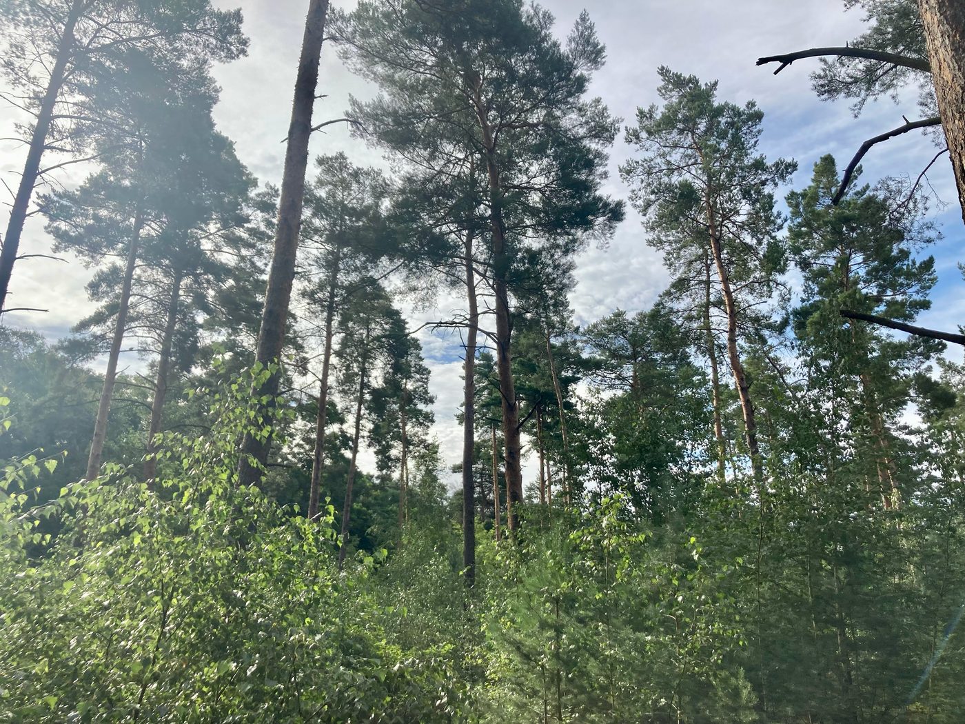 Wolsier Generationswald – Waldansicht
